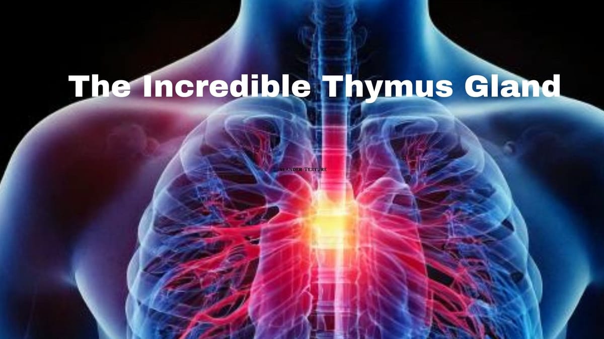 The Incredible Thymus: Your Body's Unsung Immune Hero